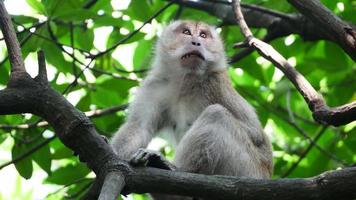 un singe gratte le corps qui démange au palétuvier en malaisie. video