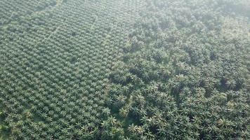 volar sobre plantaciones de palma aceitera en malasia, sudeste de asia. video