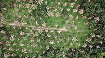 vista dall'alto palme da olio secco in fattoria rurale. video