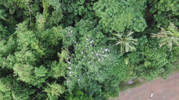 asiatische Openbill-Fliege über den grünen Busch bei Permatang Rawa, Penang. video