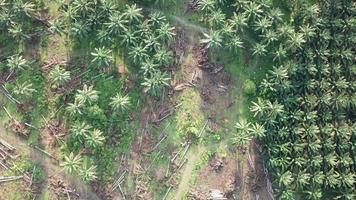 survolez une plantation de palmiers à huile avec quelques arbres en cours de défrichage. video