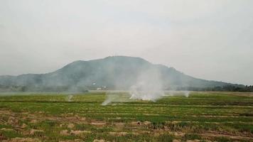 advertencia global fuego abierto en campo de arroz abierto. video