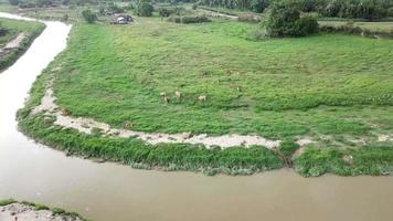 vista aerea bufali e mucche mangiano erba a Malay Kampung, in Malesia. video