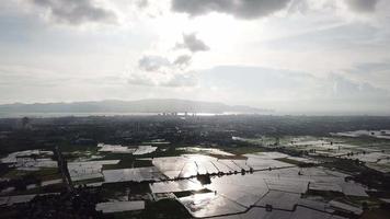 Luftabend mit Sonnenstrahl auf dem Reisfeld. video