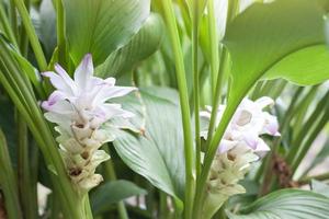 Flower of White Turmeric or Curcuma mangga Valeton Zijp bloom in the garden is a Thai herb. photo