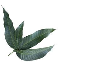 Mango leaf isolated on white background included clipping path. photo