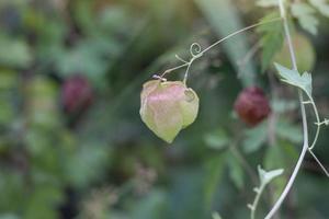 Cape gooseberry or Physalis minima Linn hanging on tree in the garden on blur nature background. photo