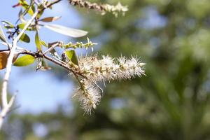 flor blanca de melaleuca cajuputi powell, árbol cajuput, árbol de corteza de papel o árbol de té pantanoso con luz solar sobre fondo natural borroso. foto