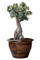 Ficus microcarpa in pot isolated on white background included clipping path. photo