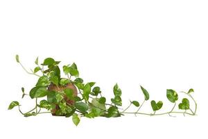 Epipremnum aureum or golden pothos in pot isolated on white background included clipping path. photo