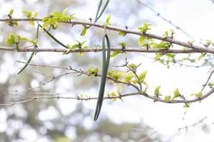 Sheath or fruits of Arctic Snow, Milky Way, Snowflake, Sweet Indrajao, Winter Cherry Tree, Coral swirl ,Wrightia pubescens hanging on tree in the garden on blur nature background. photo