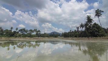 Timelapse blue sky over plantation coconut trees, paddy field video