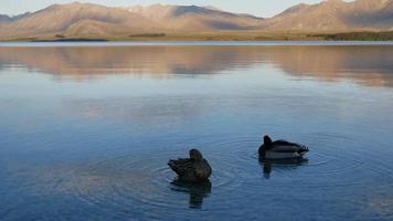 två gräsand rena fjäder vid lake tekapo, södra ön Nya Zeeland video