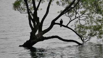 fågel har en paus vid wanaka träd. video
