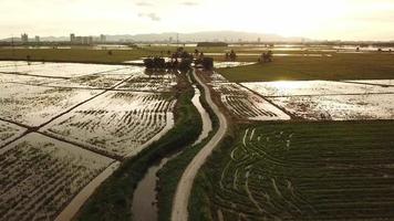 Aerial view little path at paddy field during sunset hour video