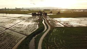 luchtfoto pad bij rijstveld tijdens zonsondergang uur video