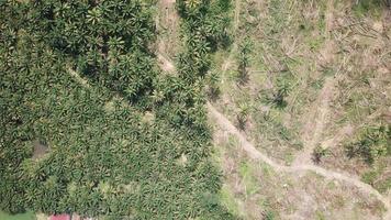 vue aérienne plantation de palmiers à huile et activité de défrichement. video