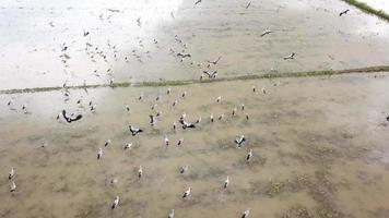 Aziatische openbill rust op rijstveld in Maleisië, Zuidoost-Azië. video