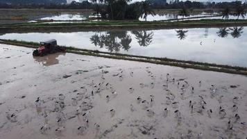 Aerial view Asian openbill in paddy field after tractor ploughing. video