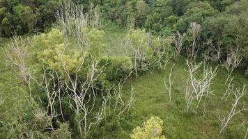 Dry trees in the green bushes. video