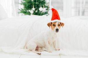 concepto de vacaciones, invierno y animales. el perro se sienta en el piso cerca de la cama con ropa de cama, usa un sombrero rojo de santa claus, está en el dormitorio, detrás del árbol de navidad foto