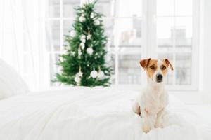 feliz concepto de vacaciones de invierno. lindo cachorro pedigrí se sienta en una cómoda cama blanca, mira cuidadosamente en algún lugar, ventana grande y decora el árbol de año nuevo en el fondo foto