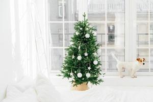 Horizontal shot of small dog poses on windowsill of big window in bedroom, beautiful decorated New Year tree stands near. Christmas bedroom interior photo