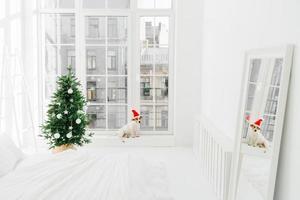 humor navideño, apartamento moderno y animales. dormitorio acogedor con árbol de año nuevo decorado en tonos blancos, cachorro cerca de la ventana. tiro horizontal foto