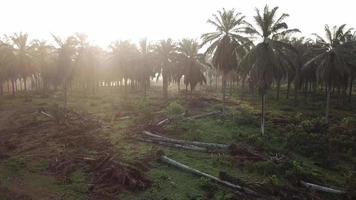 lumière du soleil du matin dans une plantation de palmiers à huile défrichée en malaisie, en asie du sud-est. video