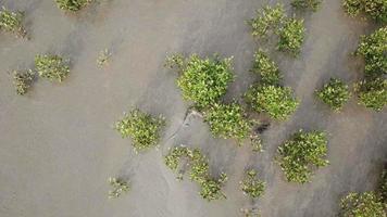 bovenaanzicht monitorhagedis op zoek naar voedsel in de buurt van mangroveboom video