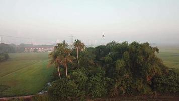 asiatisk öppen näbbfågelflyga nära kokospalmen under dimmig morgon video