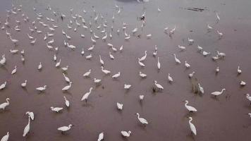 Fly over group of egret bird in paddy field during flooded season. video