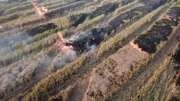 View of open burning of rice straw. video