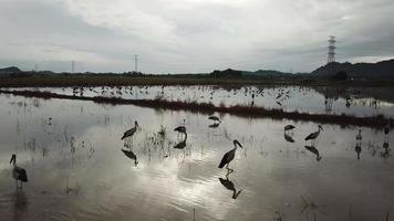 vlieg over Aziatische openbill in het overstroomde rijstveld. video