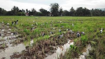 Asian openbill look for food near the rural village at Bukit Mertajam, Penang, Malaysia. video