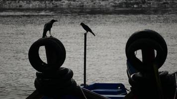 silhouette deux corbeaux restent sur un bateau de pêche différent. video