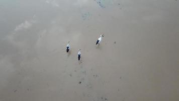vista aérea três opennbill asiáticos à procura de caracol no arrozal inundado