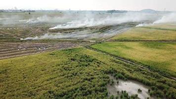 vista aérea fuego abierto en el campo de arroz después de la cosecha en malasia. video