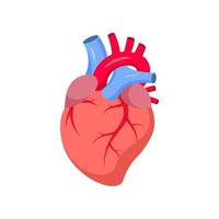 Human Heart vector isolated