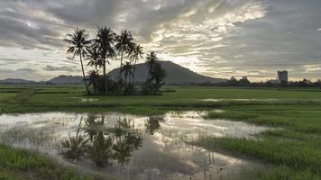Time lapse morning reflection coconut trees. video