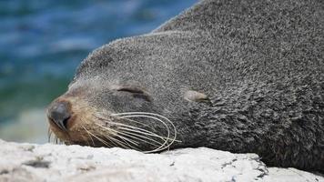 lindo sueño de lobo marino en la roca en kaikoura, isla del sur video