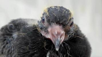 pombo doente close-up. video