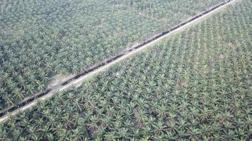 vuelo aéreo sobre el árbol de la plantación de palma aceitera en batu kawan, penang, malasia. video