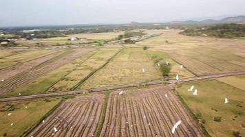 Aerial tracking group of egrets bird fly at Kubang Semang, Penang. video