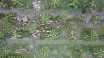 Cows walk in the same direction at Nibong Tebal, Penang, Malaysia.. video