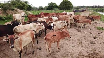 mucche in una fattoria in malesia. video