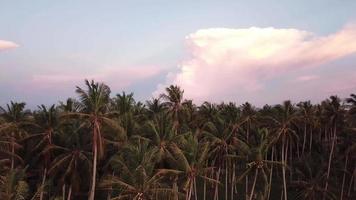 Slider over coconut trees plantation at malays village. video