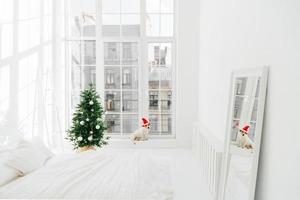 Merry Christmas and New Year concept. Holiday decoration. Pedigree dog in Santa Claus on windowsill of spacious bedroom, decorated firtree, mirror with reflection of room photo