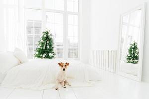 Photo of jack russell terrier dog poses on floor near bed, enjoys Christmas time, decorated green fir tree stands near big window. White color prevails