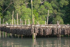 Oysters with tied rope and bamboo in the water photo